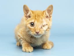 Obi Wan Purrnobi image 1