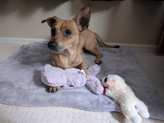 Chachi - Chihuahua
