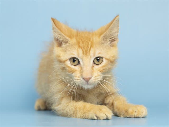 Papago - Domestic Short Hair