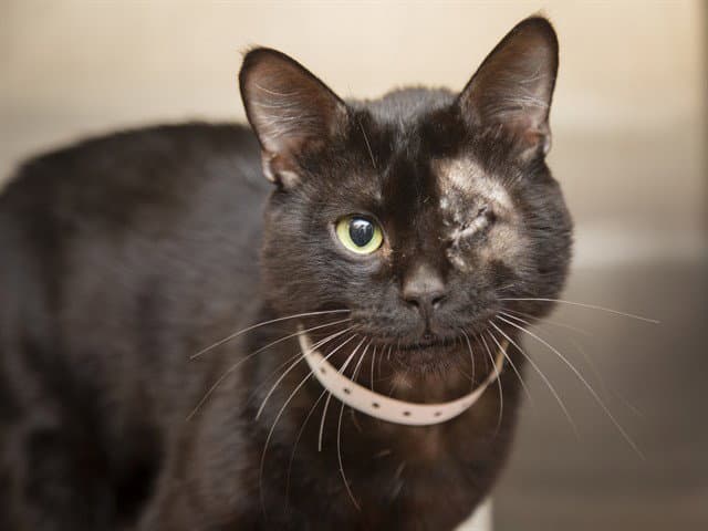 Alcatraz - Domestic Short Hair