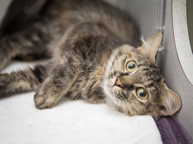 Hero - Domestic Medium Hair