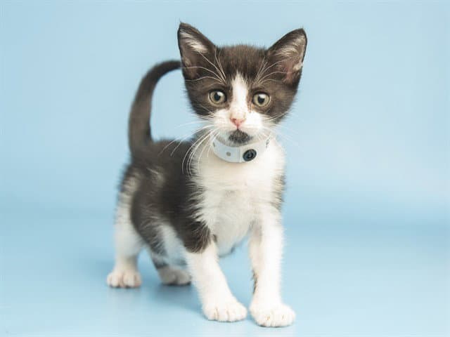 Bobby - Domestic Short Hair