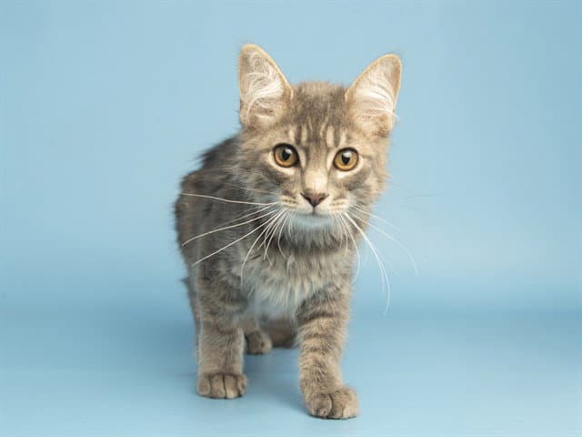 Mittens - Domestic Medium Hair