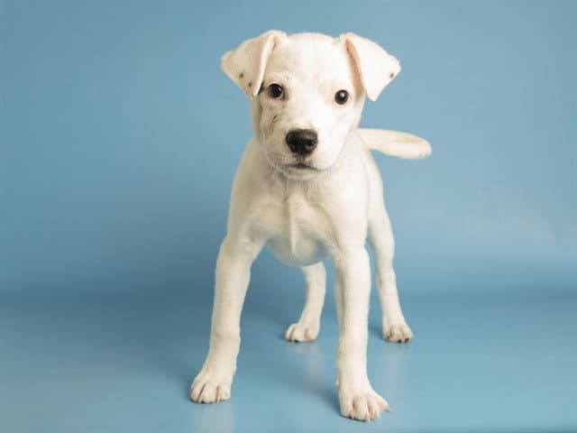 Arya - American Pit Bull Terrier