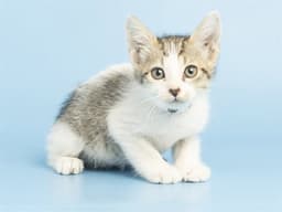 Alfie image 1