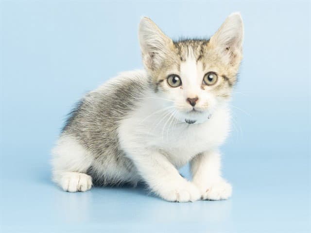 Alfie - Domestic Short Hair
