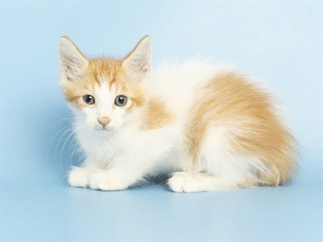 Andy - Domestic Short Hair