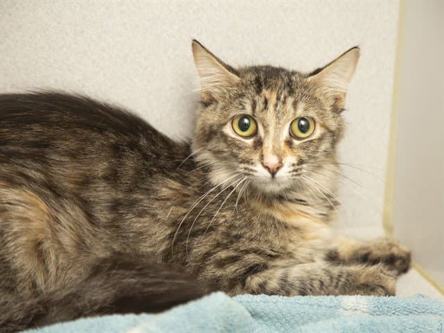 Stephy - Domestic Medium Hair
