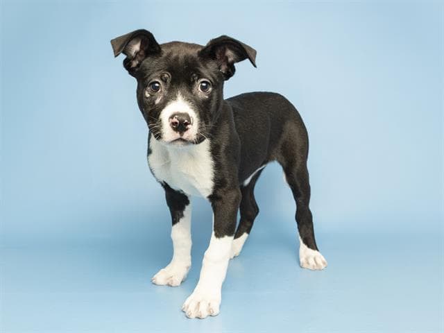 Eevee - American Pit Bull Terrier