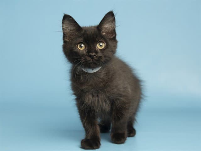 Ben - Domestic Short Hair