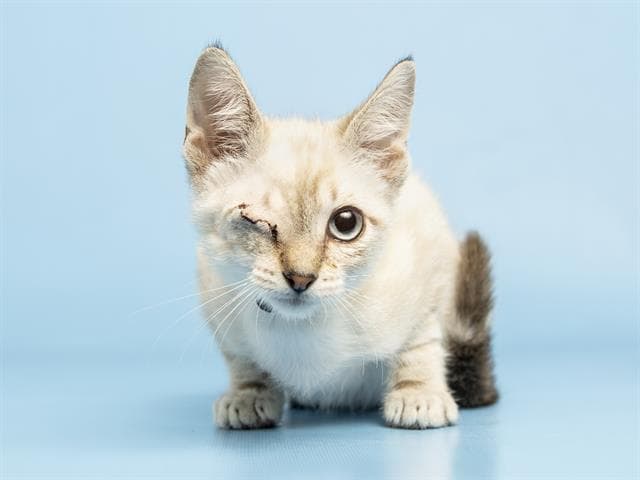 Crocodile - Siamese