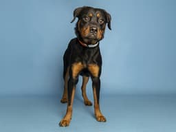 Beezey image 1