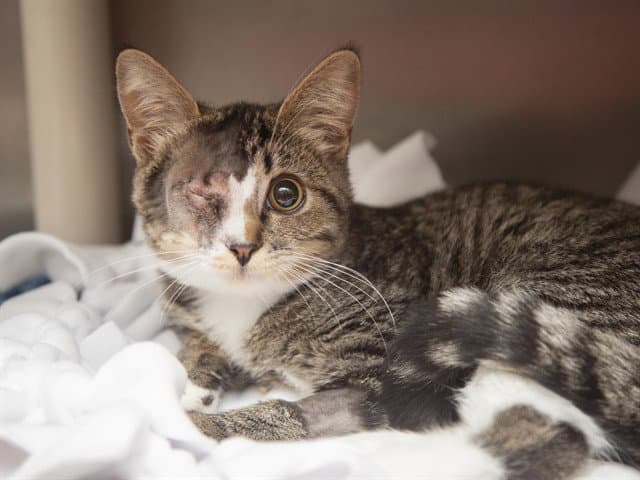 Estelle - Domestic Short Hair