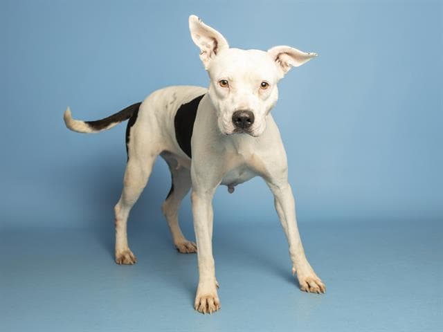 Cici - Staffordshire Bull Terrier
