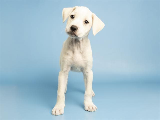 Marshmallow - Australian Cattle Dog/Blue Heeler