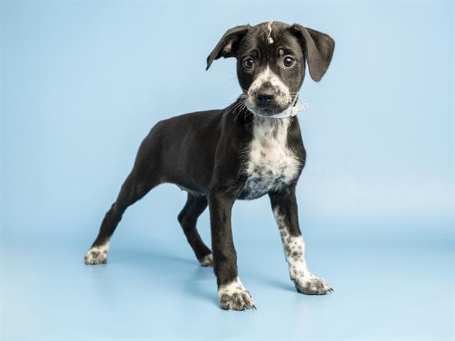 Spots - Australian Cattle Dog/Blue Heeler