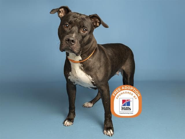 Angie - American Pit Bull Terrier
