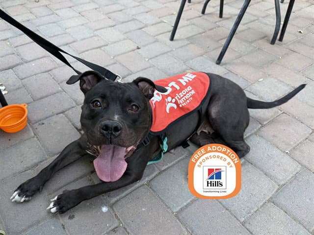 Angie - American Pit Bull Terrier
