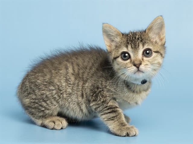 Rosie - Domestic Short Hair
