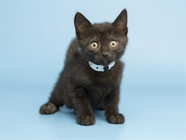 Elliott - Domestic Short Hair