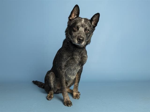 Rad - Australian Cattle Dog/Blue Heeler