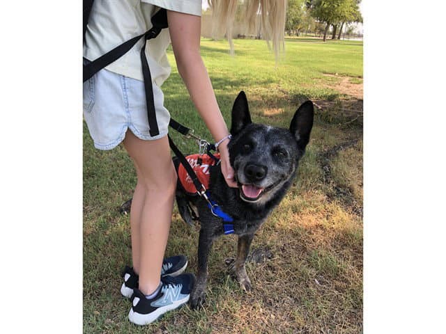 Rad - Australian Cattle Dog/Blue Heeler