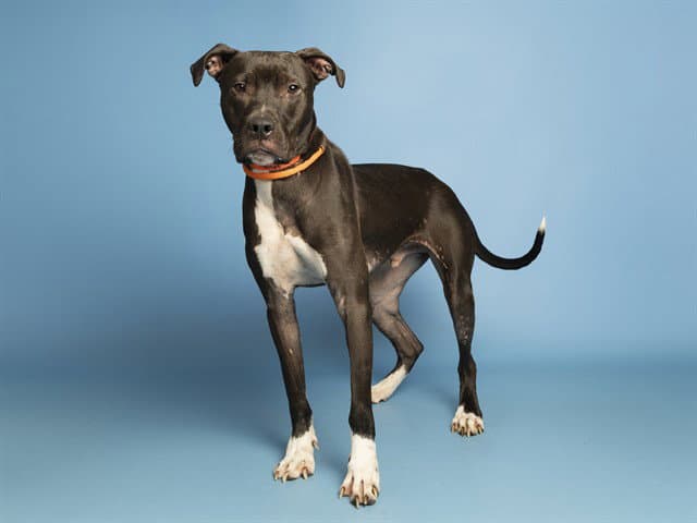 Seaweed - American Pit Bull Terrier