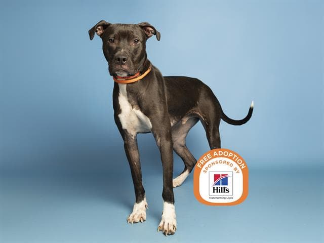 Seaweed - American Pit Bull Terrier