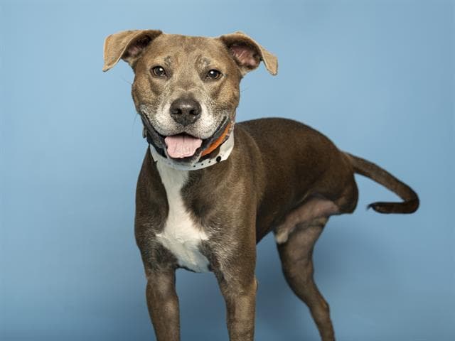Rupert - American Pit Bull Terrier