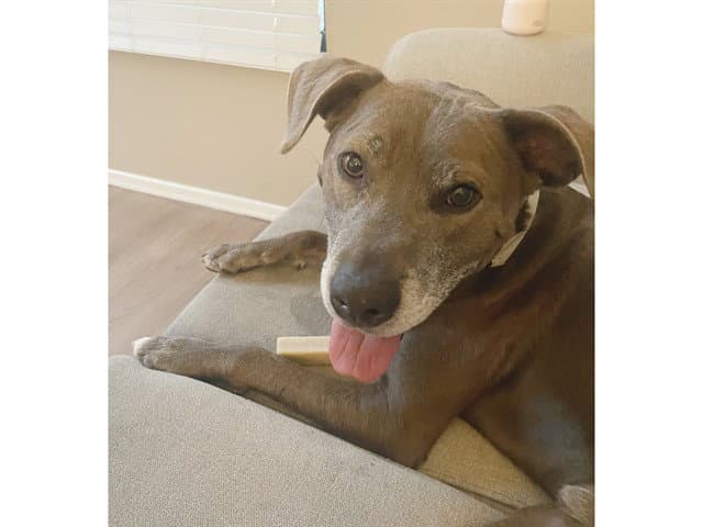 Rupert - American Pit Bull Terrier