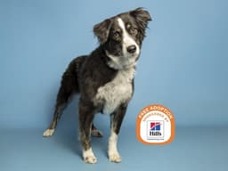 Sadie image 1