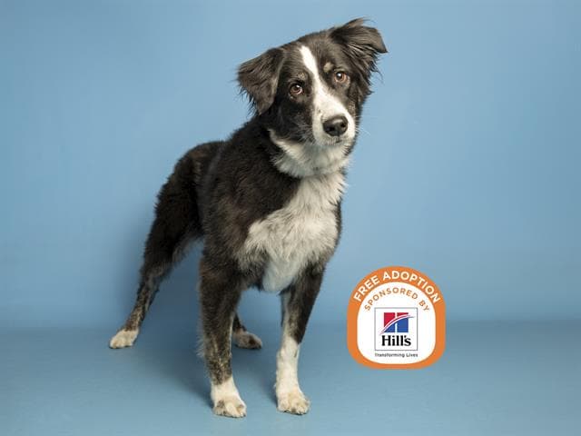 Sadie - Australian Shepherd