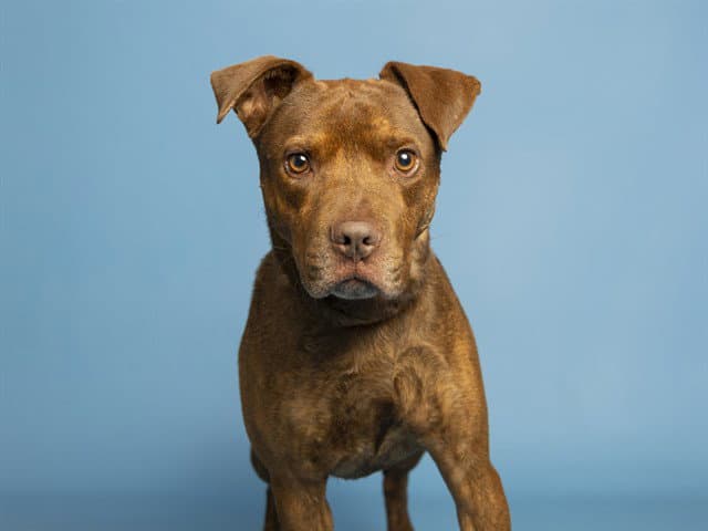 Chow - American Pit Bull Terrier