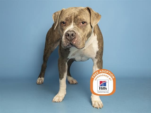 Smokey - American Staffordshire Terrier