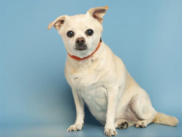 Rocky - Chihuahua