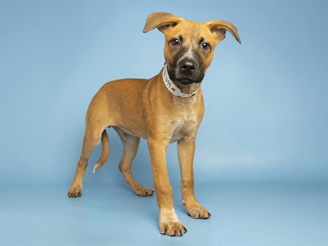 Rodger - American Pit Bull Terrier