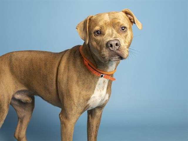 Rice - American Pit Bull Terrier
