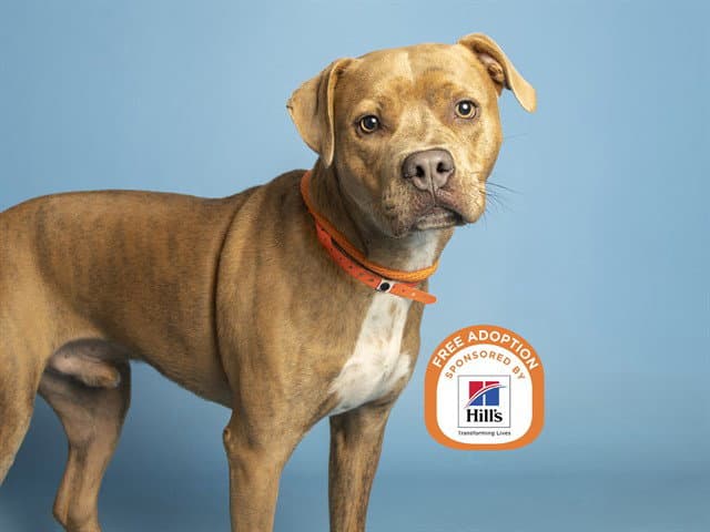 Rice - American Pit Bull Terrier