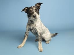 Ralph image 1