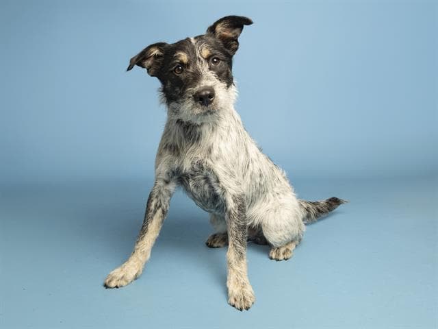 Ralph - Australian Cattle Dog/Blue Heeler