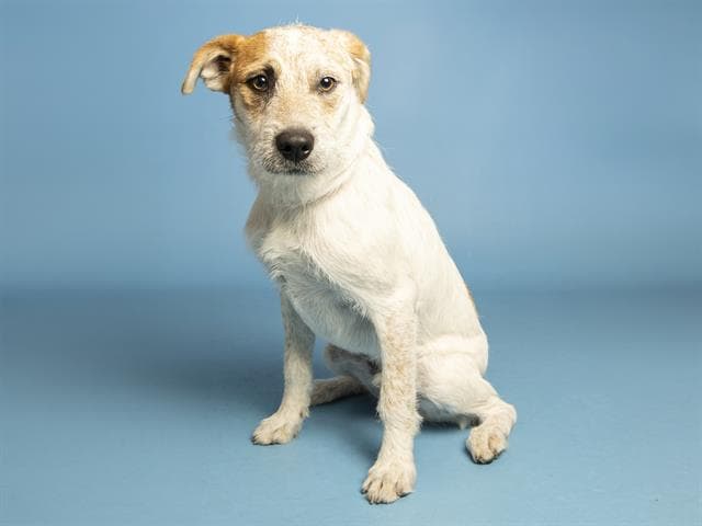 Henry - Australian Cattle Dog/Blue Heeler