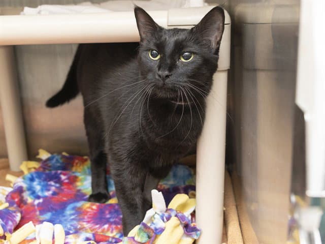 Truffles - Domestic Short Hair