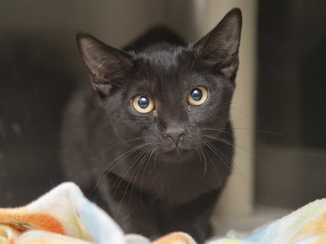 Vader - Domestic Short Hair