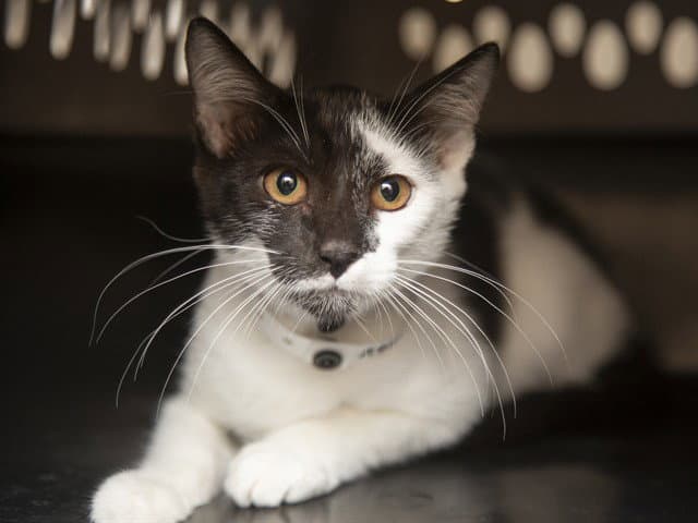 Shirley - Domestic Short Hair