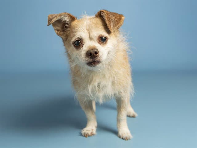 Freddie - Cairn Terrier