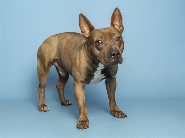Shadow - American Pit Bull Terrier