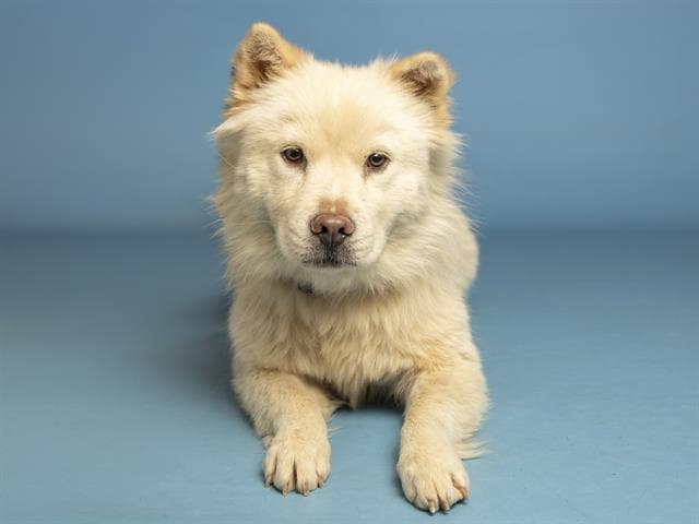 Galaxy - Chow Chow