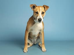 Cassie image 1