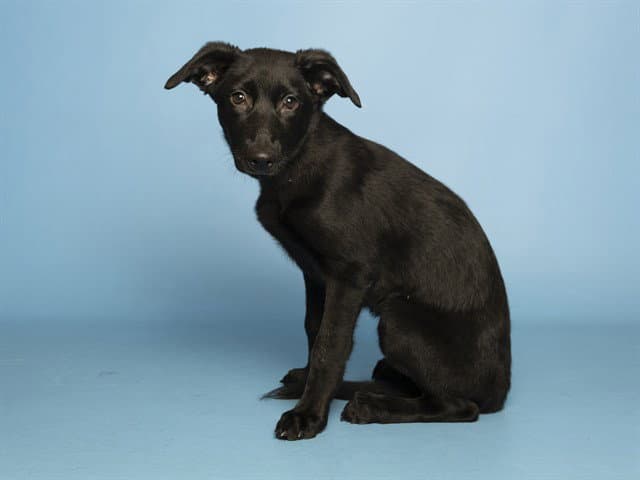 Ruby - Labrador Retriever