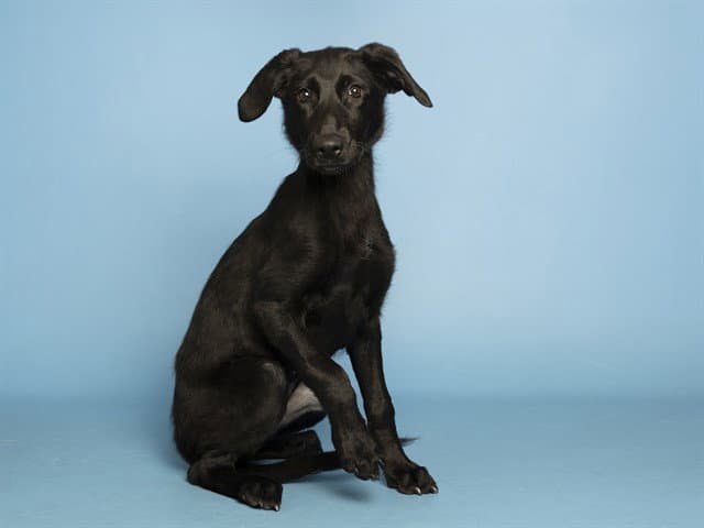 Rosie - Labrador Retriever